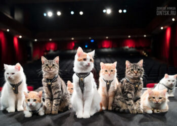 Театр кошек Куклачева покажет спектакль «Кото Бум» в Донецке