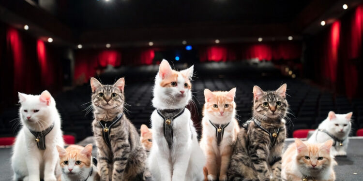 Театр кошек Куклачева покажет спектакль «Кото Бум» в Донецке